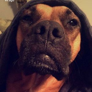 Meet your Posher, Charles